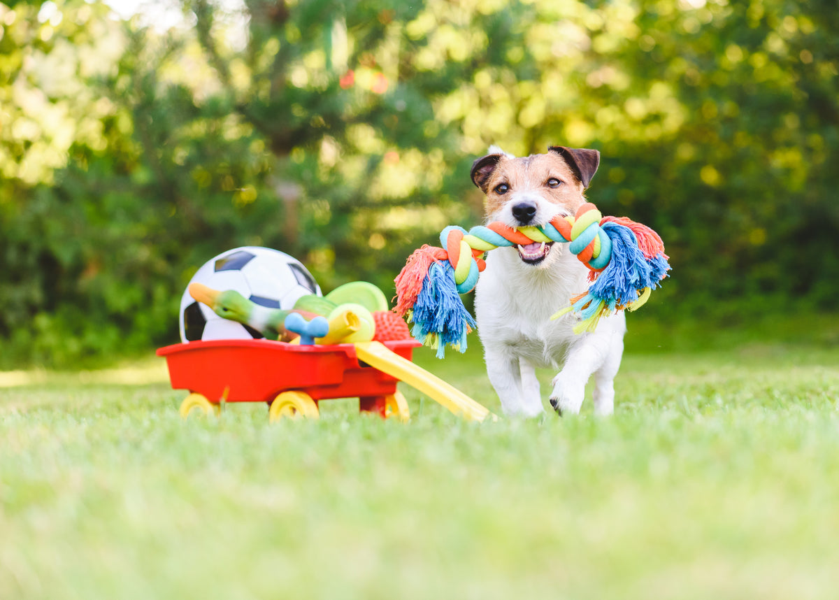 5-must-have-toys-to-keep-your-pet-active-and-entertained-pippa-and-max-s