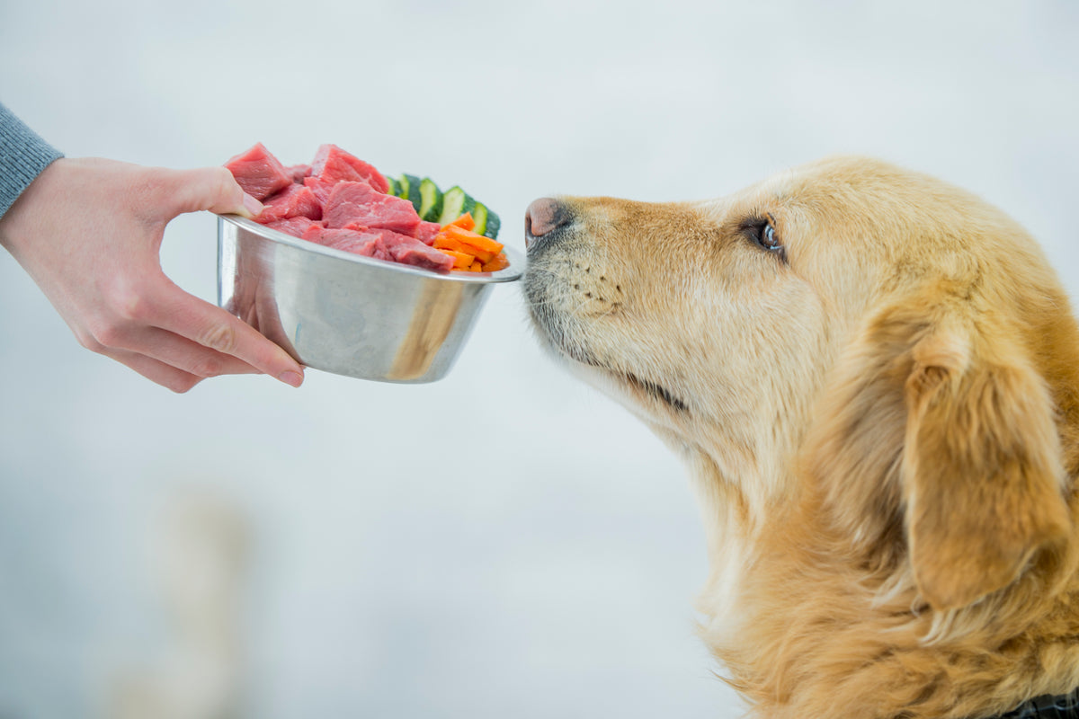 5 Essential Pet Nutrition Tips for Optimal Health – Pippa and Max's