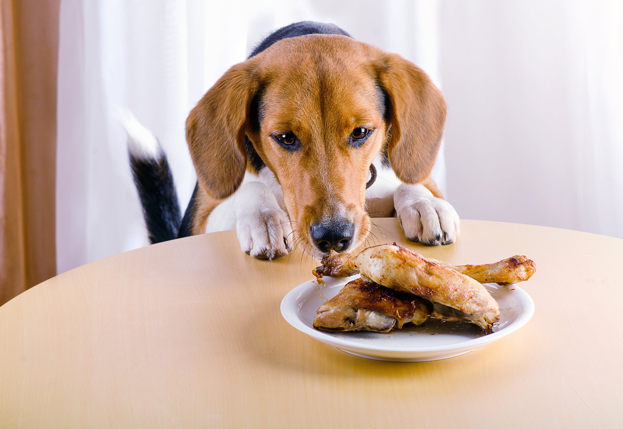 Are raw chicken legs good for dogs best sale