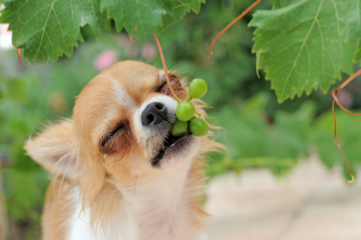 Can Dogs Eat Grapes? Understanding the Risks and Symptoms of Grape Tox ...