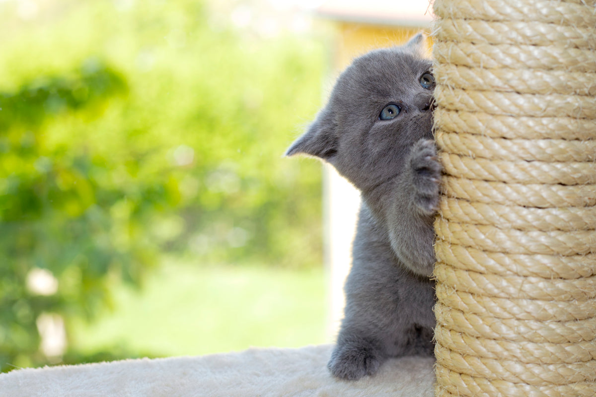 Pippa & Max Floor to Ceiling Cat Tree: The Ultimate Solution for Activ ...