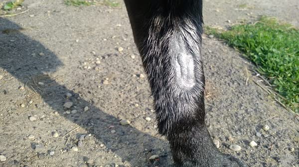Aqueos Spray on Plaster for Dogs, Cats, Horses and All Animals - Protects Minor Wounds from Germs, Insect and Fly for use in Dog First Aid Kit / 200ml