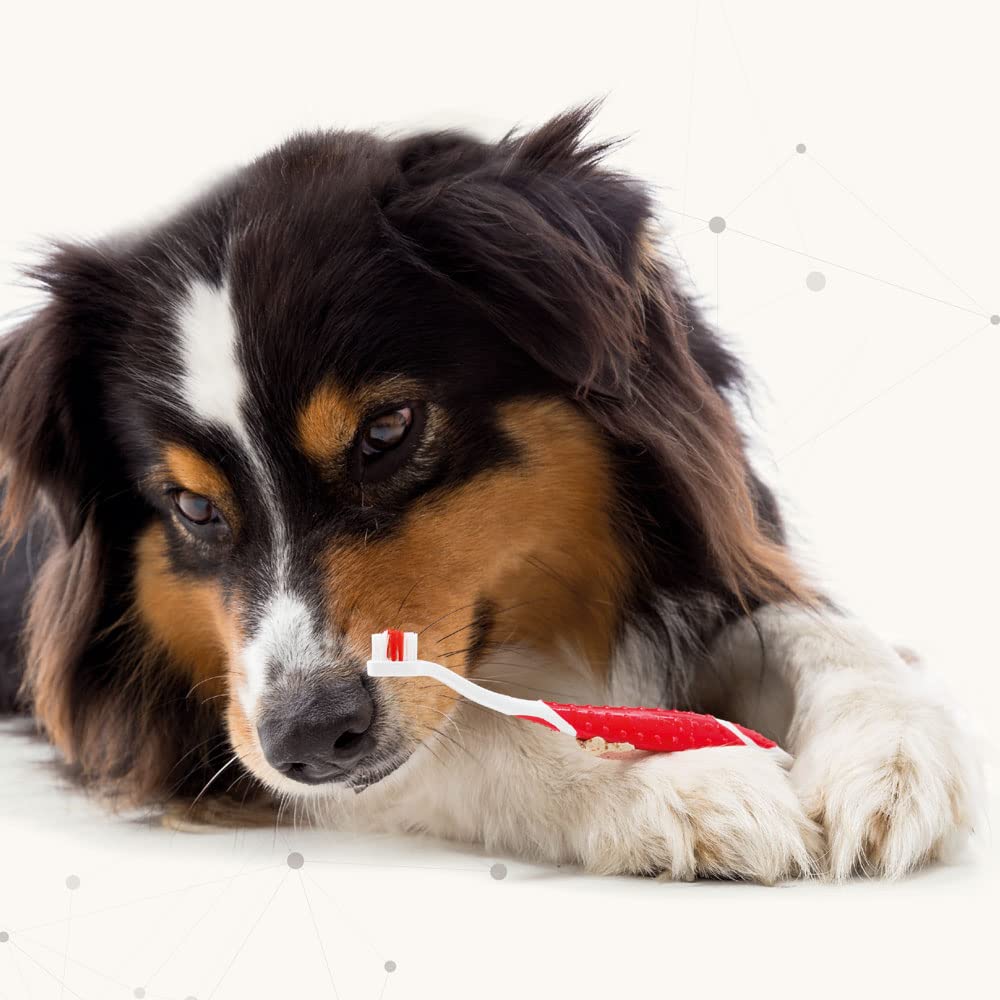 Beaphar | Toothbrush & Toothpaste Dental Care Kit | For Dogs & Cats | Includes A Double-Ended Toothbrush & Liver-Flavoured Enzymatic Toothpaste, 100g Tube, 2 Count (Pack Of 1)