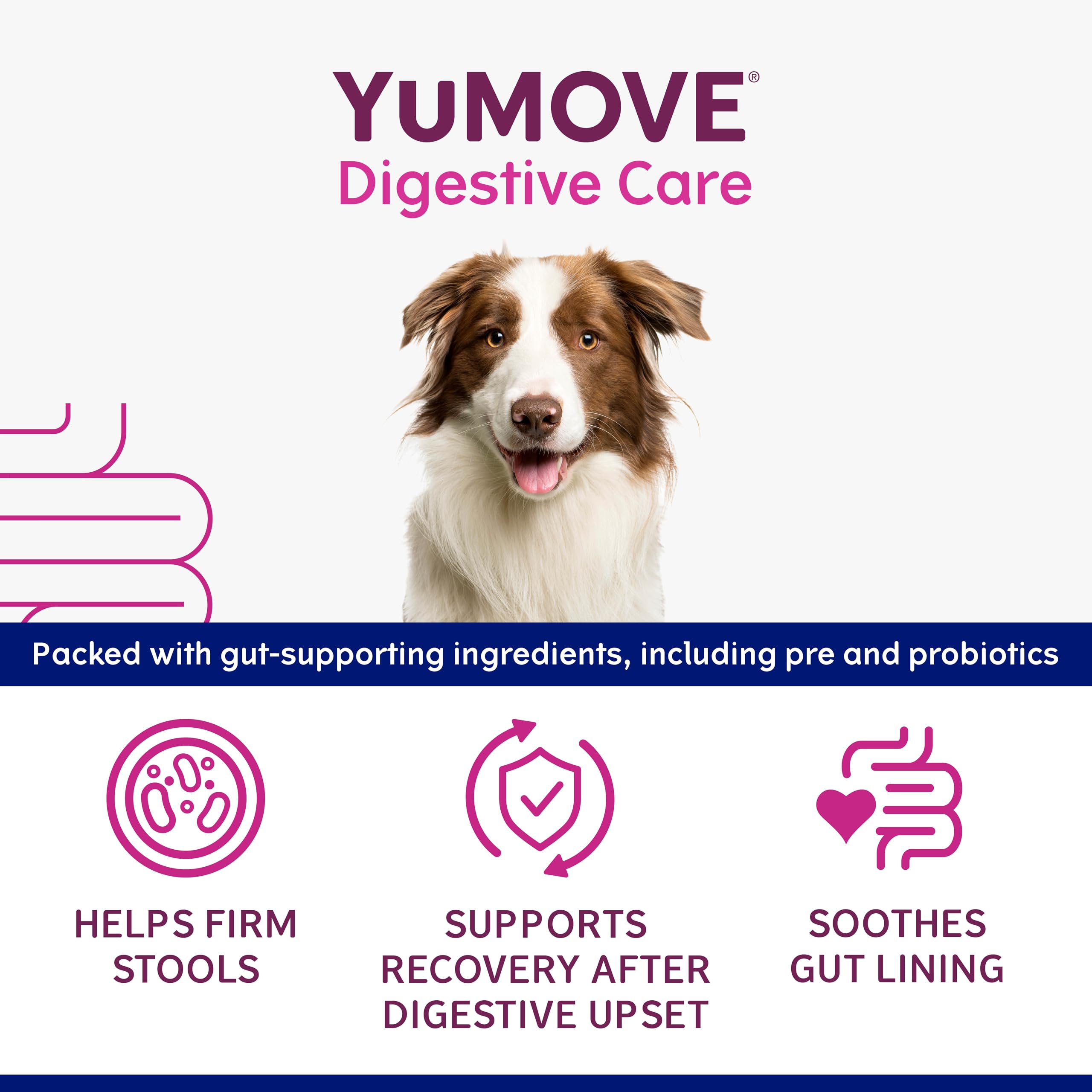 YuMOVE Digestive Care Rapid, Dog Pre and Probiotic Paste for Gut Health, Digestive Supplements with Fast-Acting Ingredients for Medium Dogs, 30ml