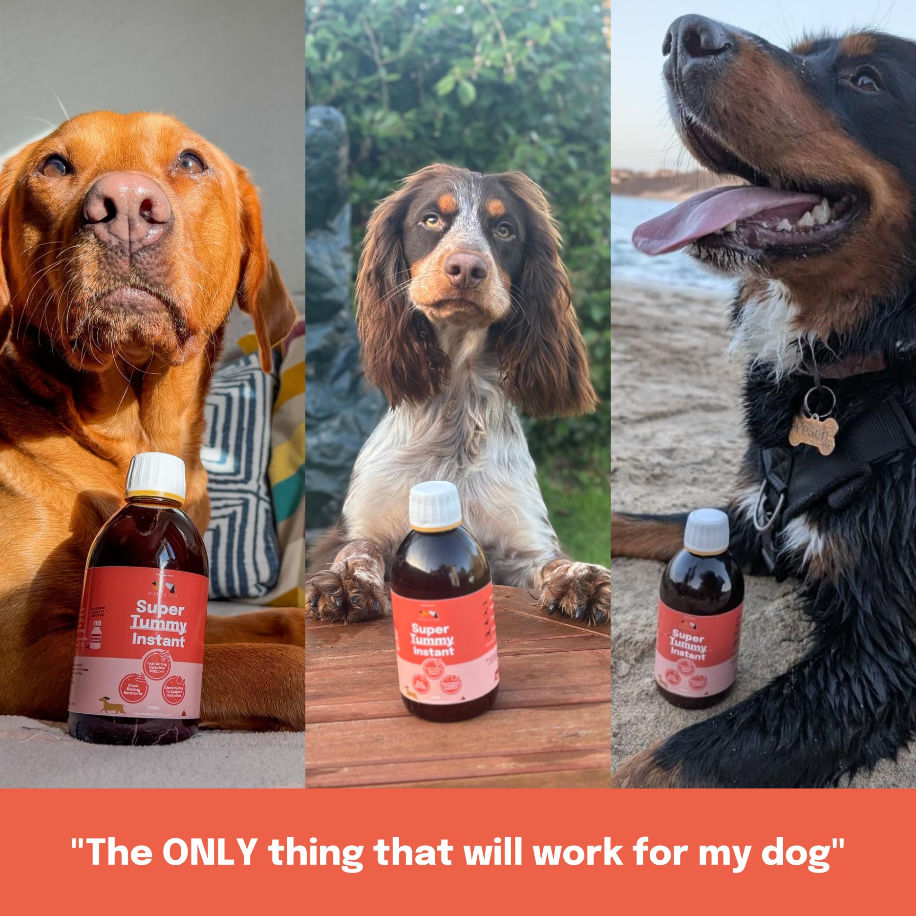 Buddy & Lola Fast-Acting Dog Diarrhea Treatment with Electrolytes - 20 Servings - Tummy Settler For Dogs All Breeds, Sizes and Ages - Syringe Included