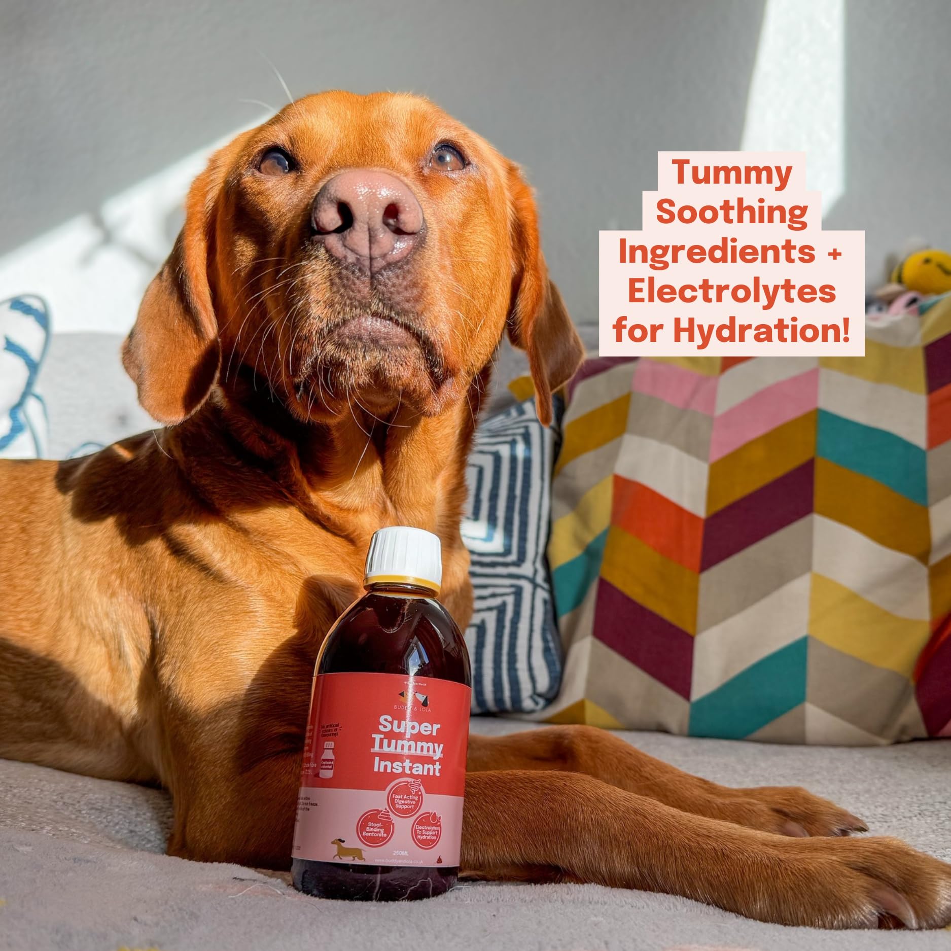 Buddy & Lola Fast-Acting Dog Diarrhea Treatment with Electrolytes - 20 Servings - Tummy Settler For Dogs All Breeds, Sizes and Ages - Syringe Included