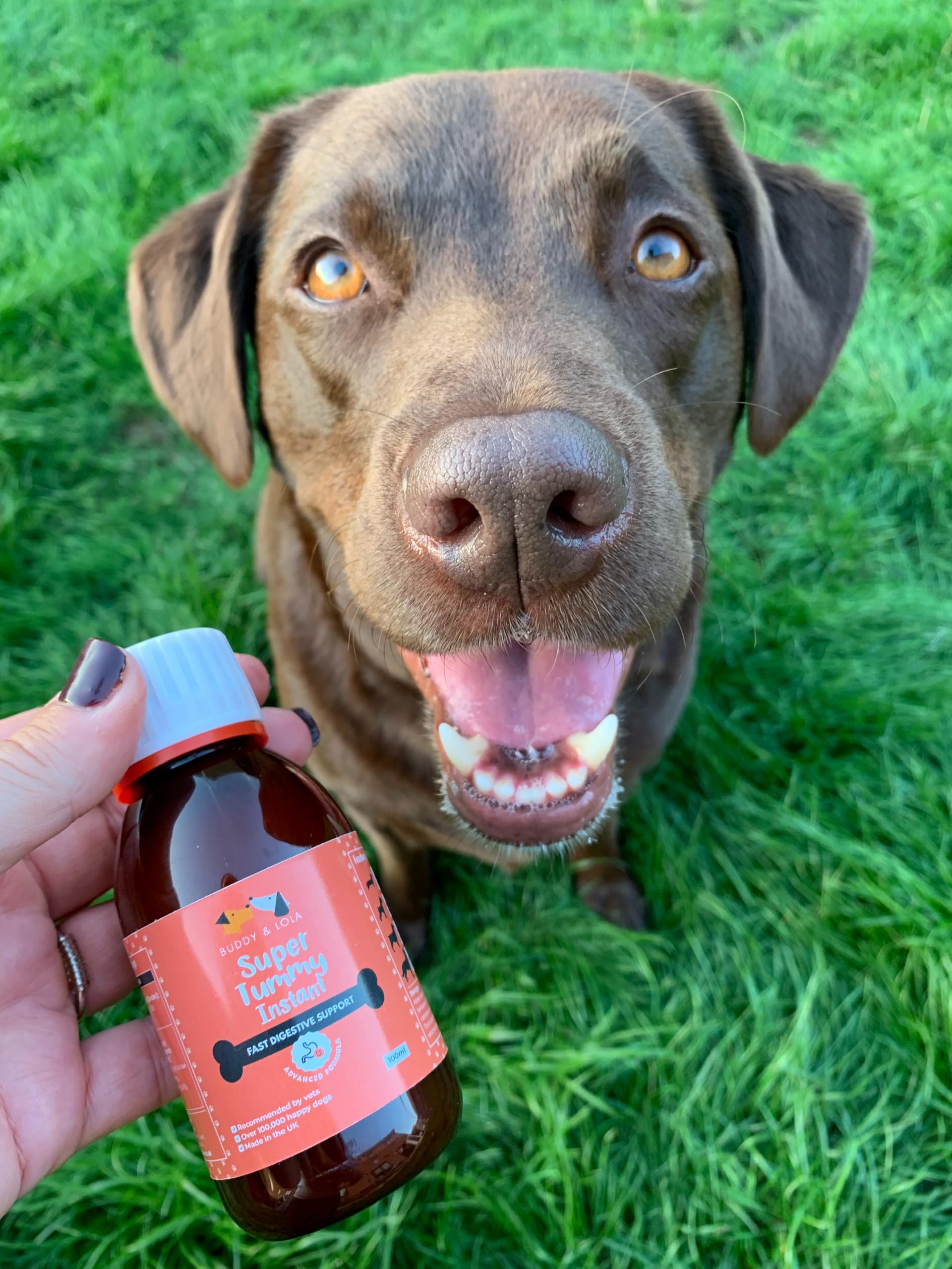 Buddy & Lola Fast-Acting Dog Diarrhea Treatment with Electrolytes - 20 Servings - Tummy Settler For Dogs All Breeds, Sizes and Ages - Syringe Included